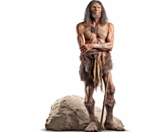 An AI illustration of a Neanderthal (archaic human) isolated on white background. Source: Bartek/Adobe Stock