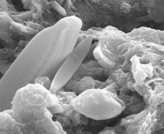 Algae in meteorite