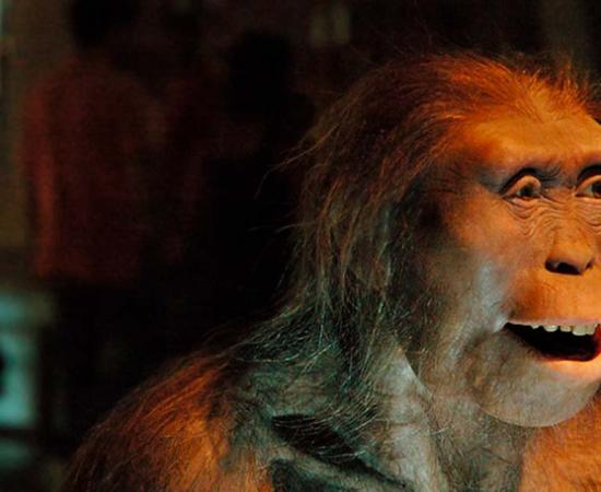 Australopithecus Afarensis, Lucy. Source: Carlos Lorenzo/flickr