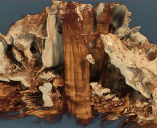 Aurochs skull with post remnants found in Germany.
