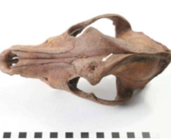 Archaeologists developed a model to identify bear baiting assemblages in England and beyond, including this one with the skull of a dog who had been in fights.