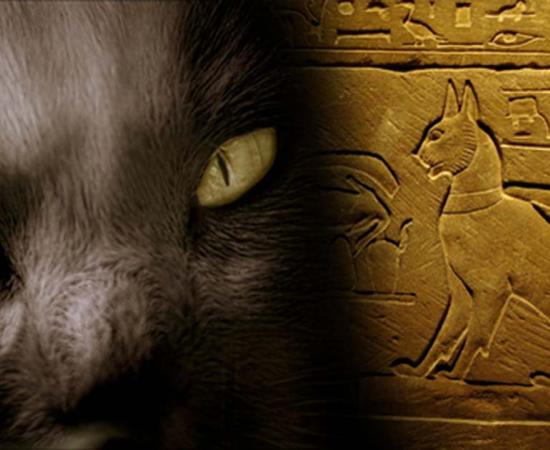 The Cat Came Back: A More Than Magical History – Part II