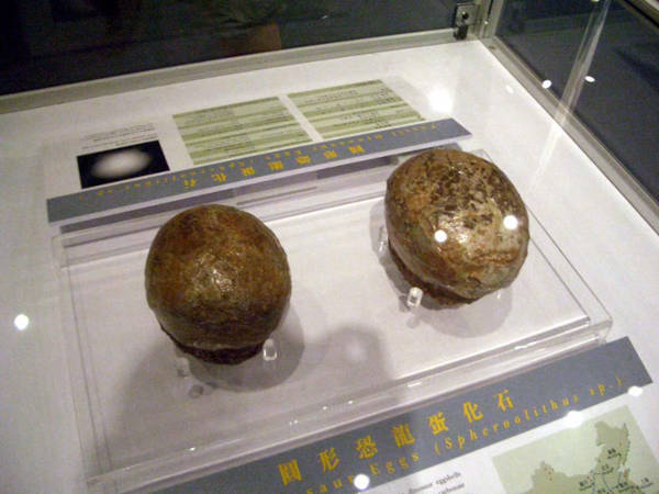 Fossilized dinosaur eggs from the Gobi Desert 