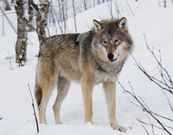 Grey wolf