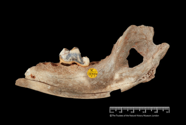 14,300 year old dog jawbone from Gough's Cave.