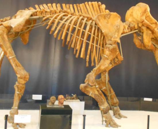 Straight-tusked elephant (Palaeoloxodon antiquus) skeleton display. 