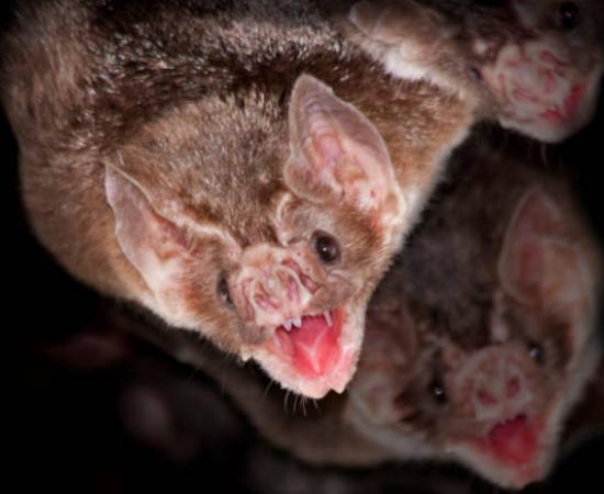 Vampire bats