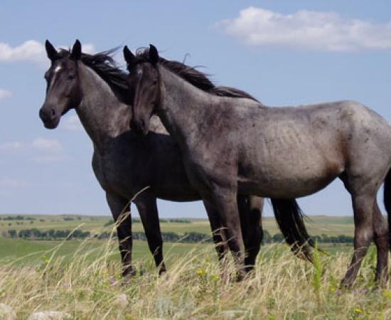 Horses