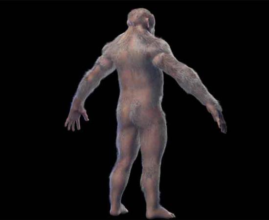 3d illustration of Australopithecus afarensis male.  Source: Sebastian Kaulitzki/Adobe Stock