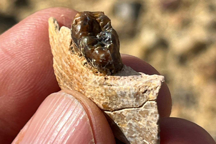 The fragment of jawbone from Masripithecus moghraensis
