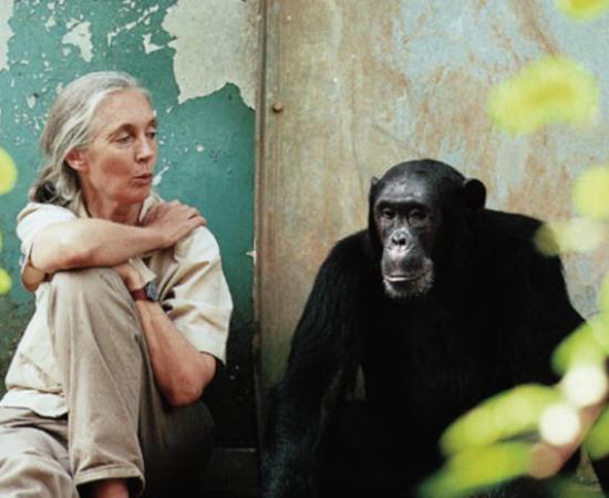 Dr. Jane Goodall, pioneering primatologist , with a chimpanzee.