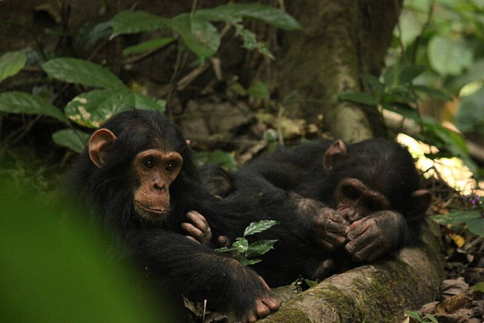Two young chimpanzees.