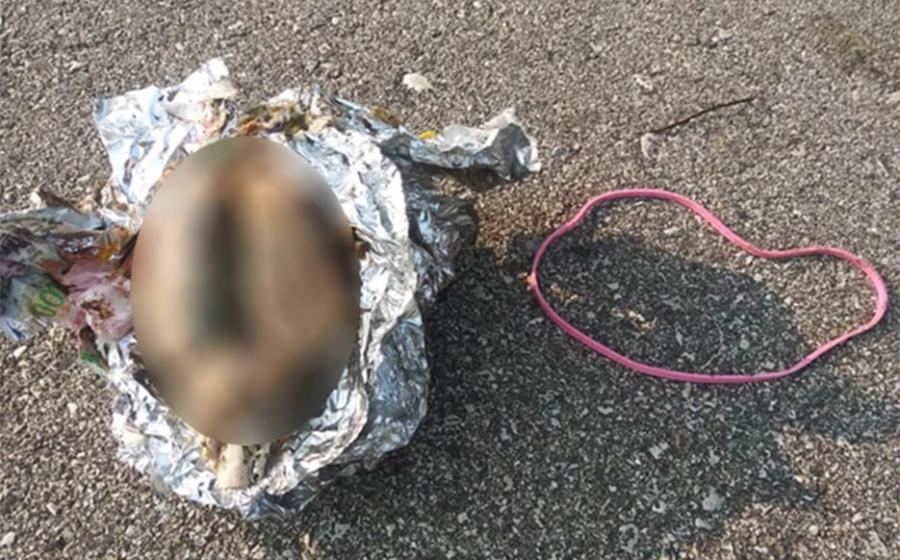 The brain was found wrapped in aluminum foil on the shore of Lake Michigan in the USA. Source: James Senda