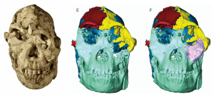 Little Foot's skull and 3D reconstruction