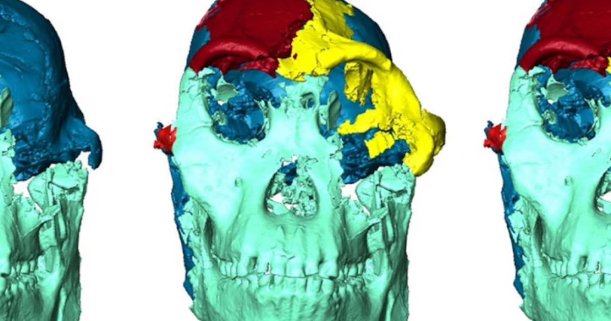 The different phases of the reconstruction of Little Foot’s face.