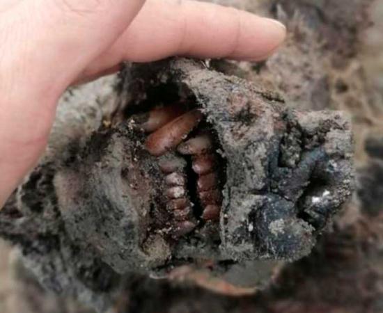 Preserved snout of an adult Ice Age bear found in Russia in 2020 (this is not the bear discovered on Bolshoi Lyakhovsky Island. Source: North-Eastern Federal University in Yakutsk (NEFU)
