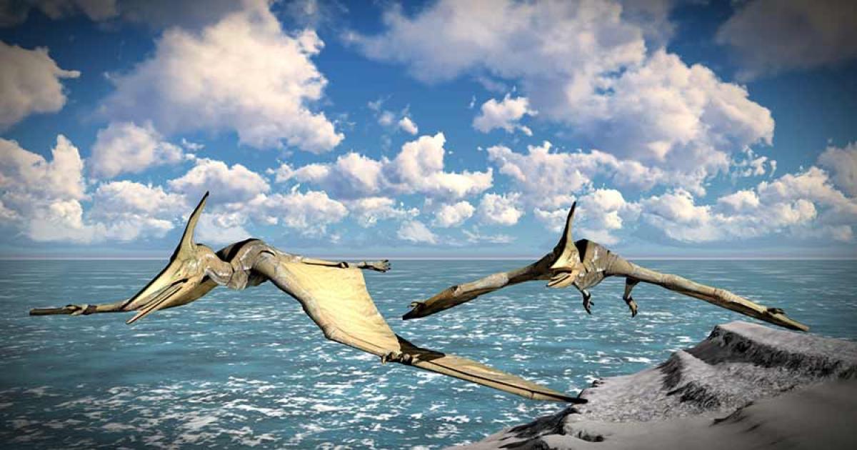 Hidden in Plain Sight: The Pterodactyl of New Guinea