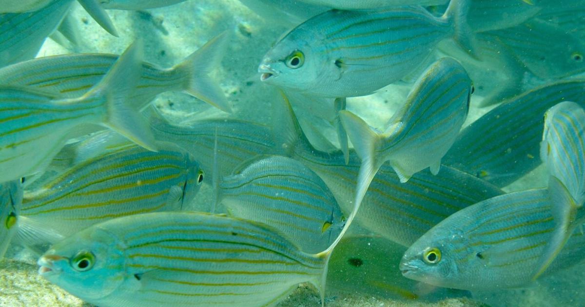 Salema porgy fish in the sea