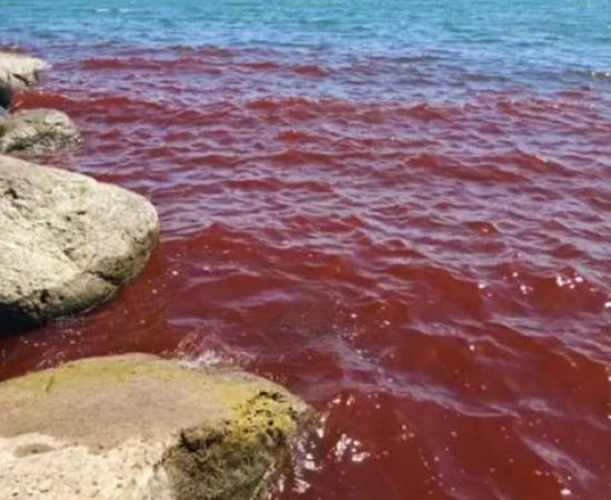The Sea of Galilee showing reddish waters due to algae bloom in August 