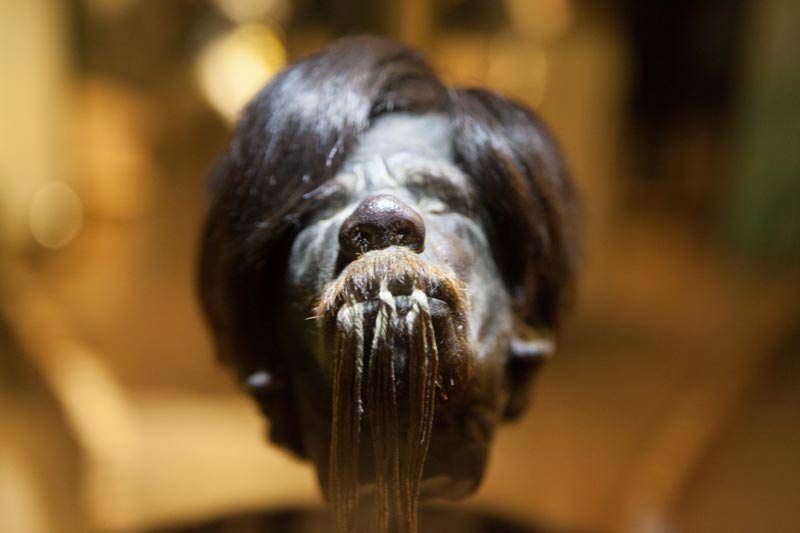 Shrunken Head at Cuenca Museum - Ecuador (Image: Ancient Origins)