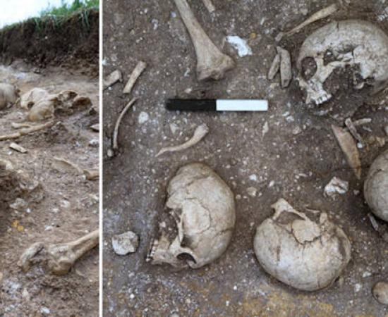 Skeletal remains in the Viking burial pit found at Wandlebury, Cambridgeshire, UK.
