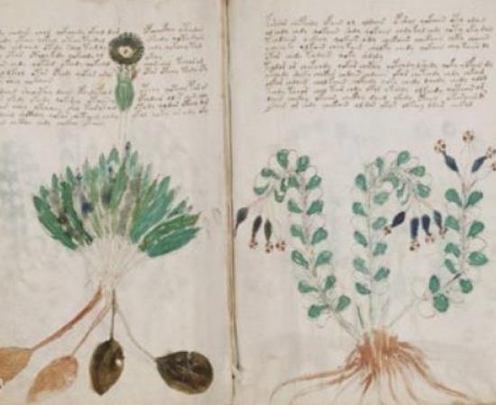 Mysterious Voynich manuscript  'genuine message'